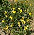 Hemerocallis Citrina